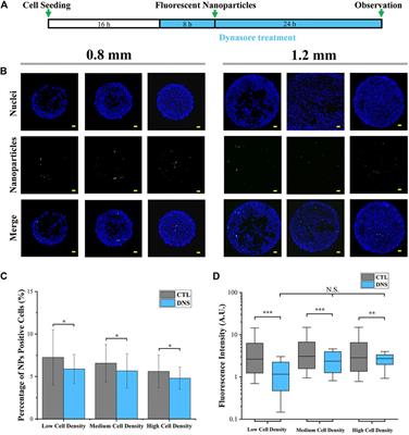 Influence of Colonies’ Morphological Cues on Cellular Uptake Capacity of Nanoparticles